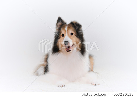cute expression sheltie (shetland sheepdog) 103280133