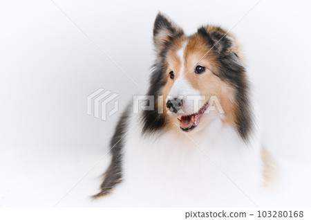 cute expression sheltie (shetland sheepdog) cute expression sheltie (shetland sheepdog) 103280168
