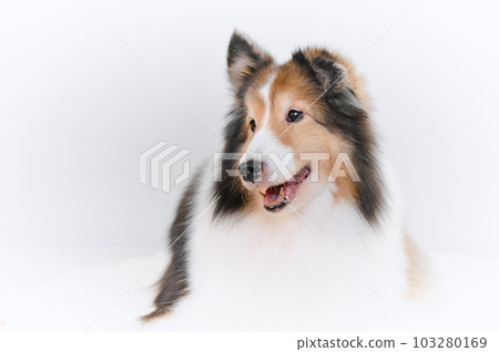 可愛的表情 sheltie(設得蘭群島牧羊犬) 可愛的表情 sheltie(設得蘭群島牧羊犬) 103280169