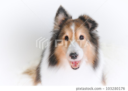 可愛的表情 sheltie(設得蘭群島牧羊犬) 可愛的表情 sheltie(設得蘭群島牧羊犬) 103280176