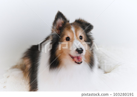 cute expression sheltie (shetland sheepdog) 103280191