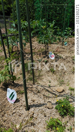 在家享受種菜的樂趣:菜園 在家享受種菜的樂趣:菜園 103280271