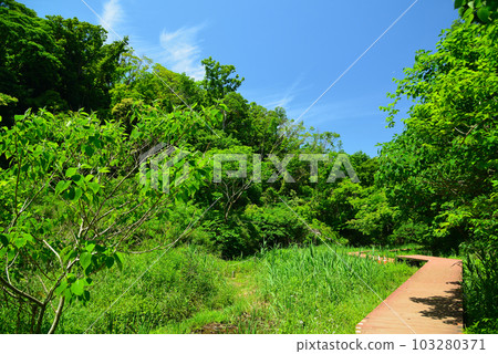 Fresh green forest of Koajiro 103280371