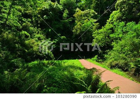Fresh green forest of Koajiro 103280390