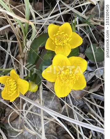 Marsh marigold (lat. Caltha palustris) is a herbaceous perennial plant, a species of the genus Caltha of the Buttercup family (Ranunculaceae). Marsh marigold (lat. Caltha palustris) is a herbaceous perennial plant, a species of the genus Caltha of the Buttercup family (Ranunculaceae). 103280416