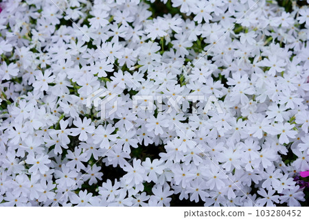 四月的芝櫻坡 四月的芝櫻坡 103280452