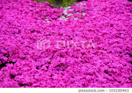 四月的芝櫻坡 四月的芝櫻坡 103280463