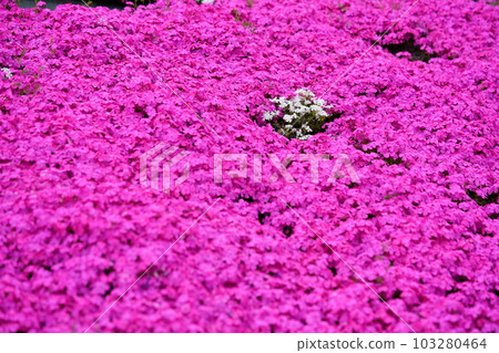 四月的芝櫻坡 103280464