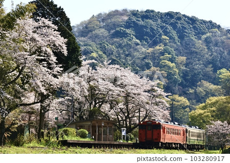 Satoyama cherry blossoms in full bloom welcome trains arriving at the station Satoyama cherry blossoms in full bloom welcome trains arriving at the station 103280917