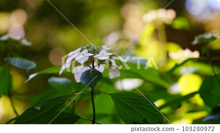 六義園的繡球花剛剛綻放,給人一種清爽自然的感覺。 六義園的繡球花剛剛綻放,給人一種清爽自然的感覺。 103280972