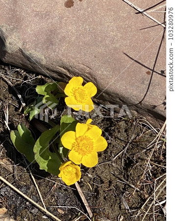 Marsh marigold (lat. Caltha palustris) is a herbaceous perennial plant, a species of the Caltha genus of the Buttercup family (Ranunculaceae) grows in bloom on stones. Marsh marigold (lat. Caltha palustris) is a herbaceous perennial plant, a species of the Caltha genus of the Buttercup family (Ranunculaceae) grows in bloom on stones. 103280976