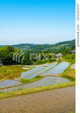 水稻種植後梯田的景觀圖像[岡山縣三崎町] 103281037