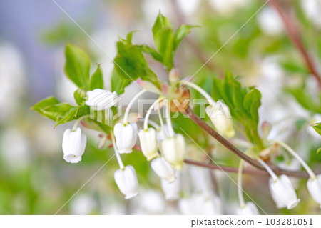 房子周圍的花,不同的季節,漂亮的白色花瓣,銅彈杜鵑花 房子周圍的花,不同的季節,漂亮的白色花瓣,銅彈杜鵑花 103281051