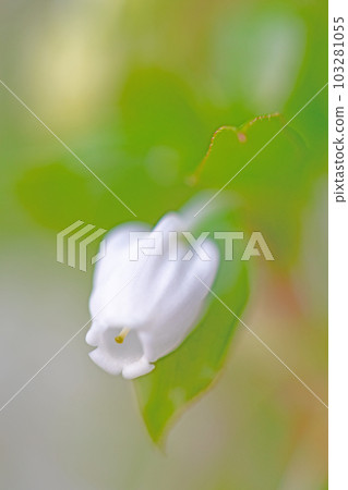 房子周圍的花，不同的季節，漂亮的白色花瓣，銅彈杜鵑花 103281055