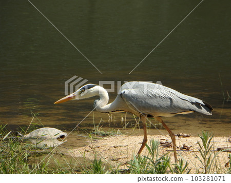 Gray herons and turtles in Mikuma Pond Gray herons and turtles in Mikuma Pond 103281071