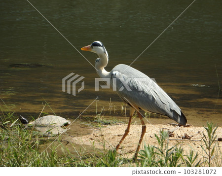 Gray Heron and Turtle in Mikuma Pond 2 Gray Heron and Turtle in Mikuma Pond 2 103281072