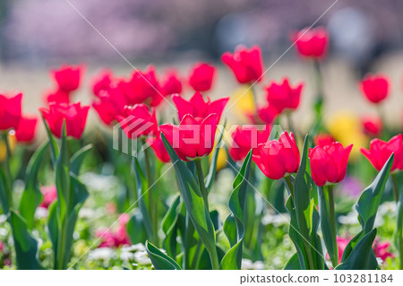 Natural English garden Sunny flower field Natural English garden Sunny flower field 103281184
