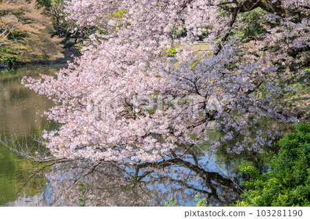 盛開的櫻花倒映在池塘中 盛開的櫻花倒映在池塘中 103281190