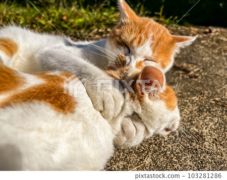Hugging or Sleeping Techniques ~Siblings of Cats~ 103281286