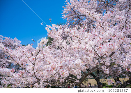 Large cherry tree and cherry blossom petals in full bloom 103281287