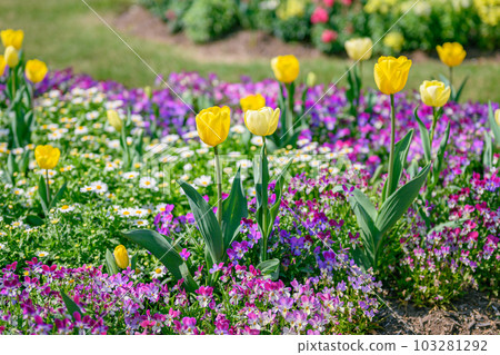Natural English garden Sunny flower field Natural English garden Sunny flower field 103281292