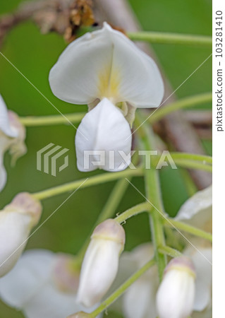 房子周圍的花,不同的季節,漂亮的白色花瓣,森林精靈,白色紫藤 房子周圍的花,不同的季節,漂亮的白色花瓣,森林精靈,白色紫藤 103281410