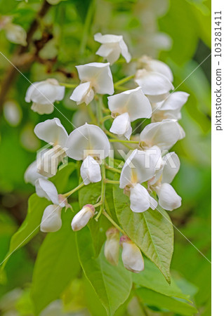 房子周圍的花,不同的季節,漂亮的白色花瓣,森林精靈,白色紫藤 房子周圍的花,不同的季節,漂亮的白色花瓣,森林精靈,白色紫藤 103281411