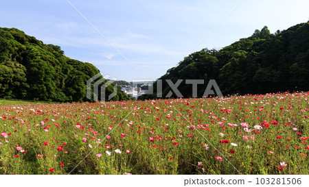 花之國的罌粟（神奈川縣橫須賀市久里浜） 103281506