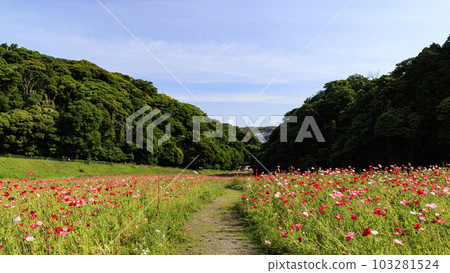 花之國的罌粟（神奈川縣橫須賀市久里浜） 103281524