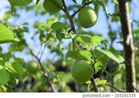 Ome image Ome image 103281535