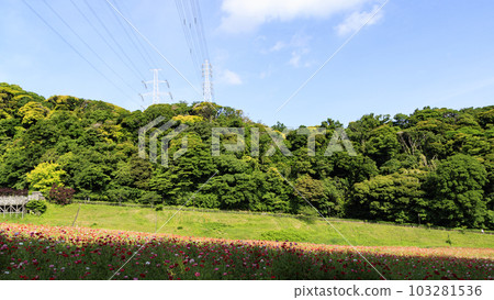 Poppies of Flower Country (Kurihama, Yokosuka City, Kanagawa Prefecture) 103281536