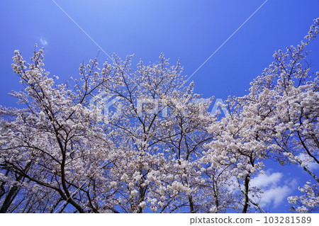 Large cherry tree in April 103281589