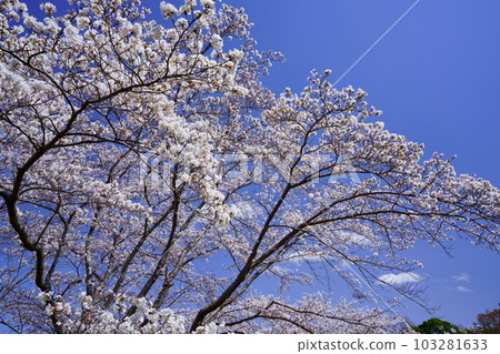 Large cherry tree in April 103281633
