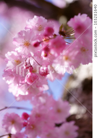 April of hope, warm weeping cherry close-up 103281640