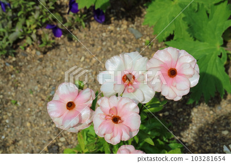 Ranunculus laxariadne flower 103281654