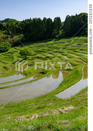 Oyama Senjita Oyama Senjita 103281838