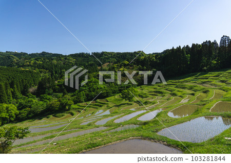 Oyama Senjita Oyama Senjita 103281844