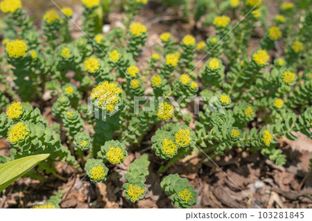 Rhodiola rosea flowers, a high-altitude plant of Hokkaido. Rhodiola rosea flowers, a high-altitude plant of Hokkaido. 103281845