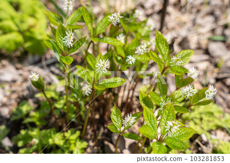 The flower of *Chloranthus japonicus*, a spring wildflower of Hokkaido. The flower of *Chloranthus japonicus*, a spring wildflower of Hokkaido. 103281853