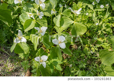 The flower of Trillium camschatcense, a spring wildflower of Hokkaido. The flower of Trillium camschatcense, a spring wildflower of Hokkaido. 103281863