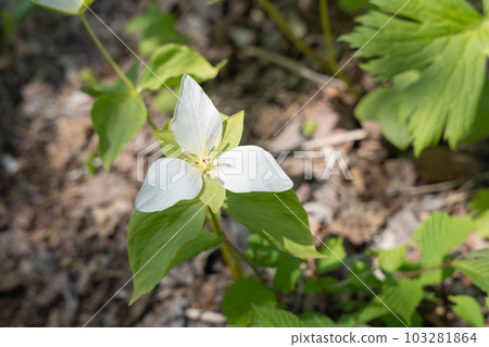 The flower of Trillium camschatcense, a spring wildflower of Hokkaido. The flower of Trillium camschatcense, a spring wildflower of Hokkaido. 103281864
