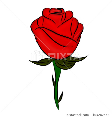 Red rose 103282438