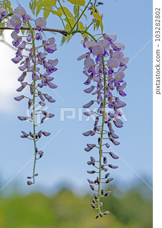 房子周圍的花，不同的季節，美麗閃耀的紫色花瓣，紫藤花 103282802