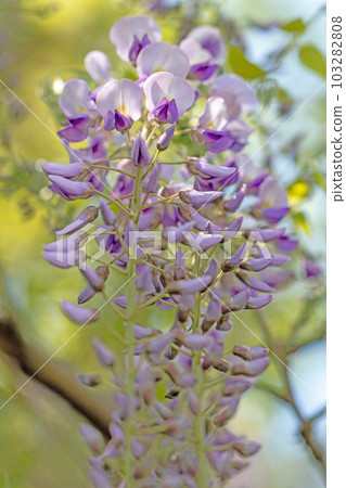 房子周圍的花，不同的季節，美麗閃耀的紫色花瓣，紫藤花 103282808