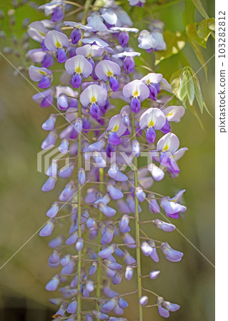 房子周圍的花，不同的季節，美麗閃耀的紫色花瓣，紫藤花 103282812