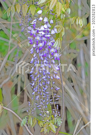 房子周圍的花，不同的季節，美麗閃耀的紫色花瓣，紫藤花 103282813