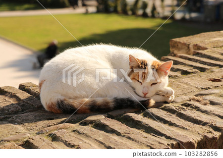 一隻蜷縮起來放鬆的貓 103282856