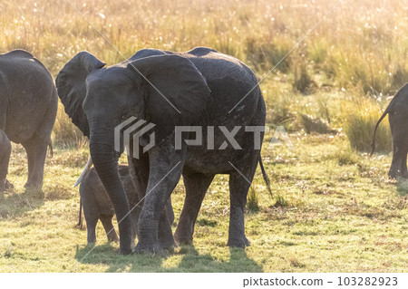 African Elephant in Chobe National Park 103282923