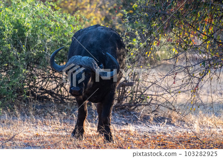 Close-up of a Buffalo 103282925