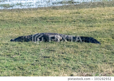 Crocodile resting on the banks of the Chobe river Crocodile resting on the banks of the Chobe river 103282932